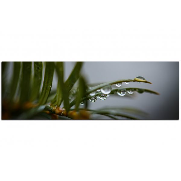 Obraz na plátně - Kapky na jehličí - panoráma